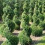 Buxus spiraal