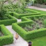Buxushaag (Buxus sempervirens)