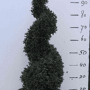 Buxus spiraal