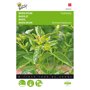 Buzzy ® Basilicum Fijnbladig