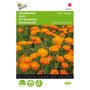 Buzzy ® Calendula officinalis Ball's Oranje