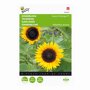 Buzzy ® Helianthus Sunrich Orange F1