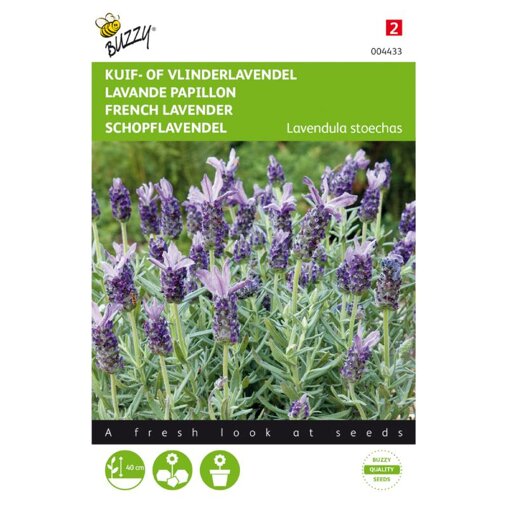 Buzzy ® Lavendula stoechas