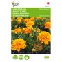 Buzzy ® Tagetes patula nana Petite Orange