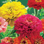 Zinnia elegans Dubbele Dahlia Gemengd