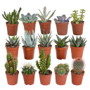 Cactus en vetplanten mix 15 stuks in 5,5 cm pot