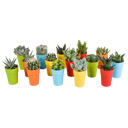 Cactus en vetplanten mix 15 stuks in gekleurde 5,5 cm plasticpot