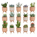 Cactus en vetplanten mix 15 stuks in terra 5,5 cm betonpot op pootjes
