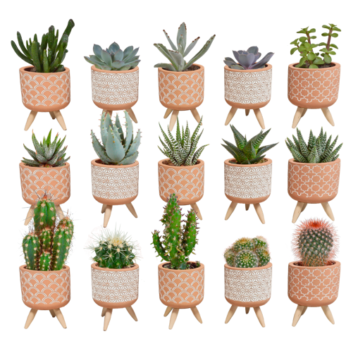Cactus en vetplanten mix 15 stuks in terra 5,5 cm betonpot op pootjes