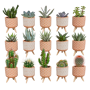 Cactus en vetplanten mix 15 stuks in terra 5,5 cm betonpot op pootjes