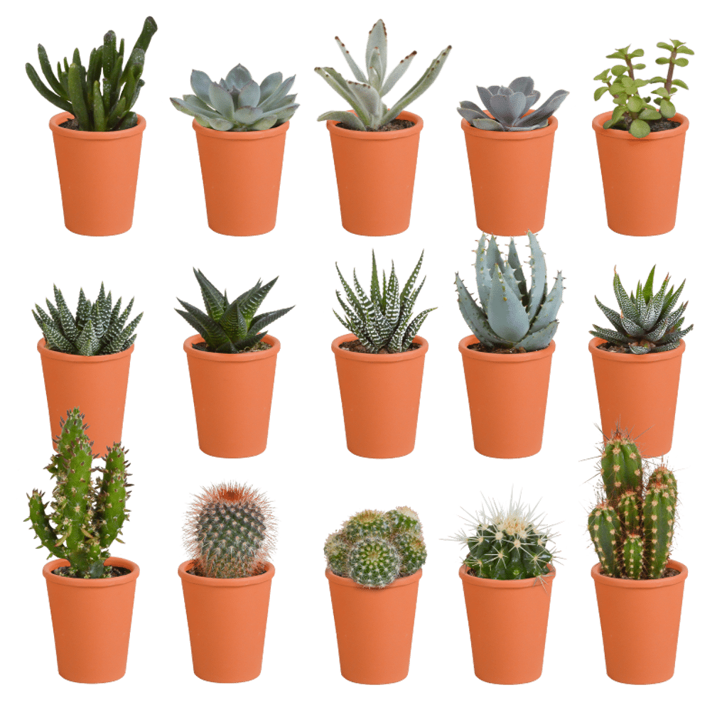 Brein Cusco geloof Cactus en vetplanten mix 15 stuks in terra 5,5 cm pot kopen? Tuincentrum.nl  bezorgt ✓ Snel in huis ✓ Advies voor en na aankoop