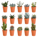 Cactus en vetplanten mix 15 stuks in terra 5,5 cm pot