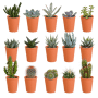 Cactus en vetplanten mix 15 stuks in terra 5,5 cm pot