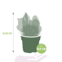 Cactus mix afmetingen