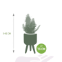 Cactus en vetplanten mix afmetingen