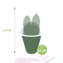 Cactus mix afmetingen