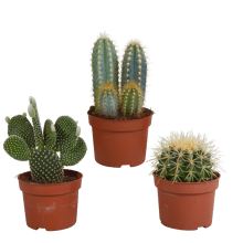 Tuincentrum Cactus mix 3 stuks in 10,5 cm pot aanbieding