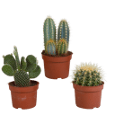Cactus mix 3 stuks in 10,5 cm pot