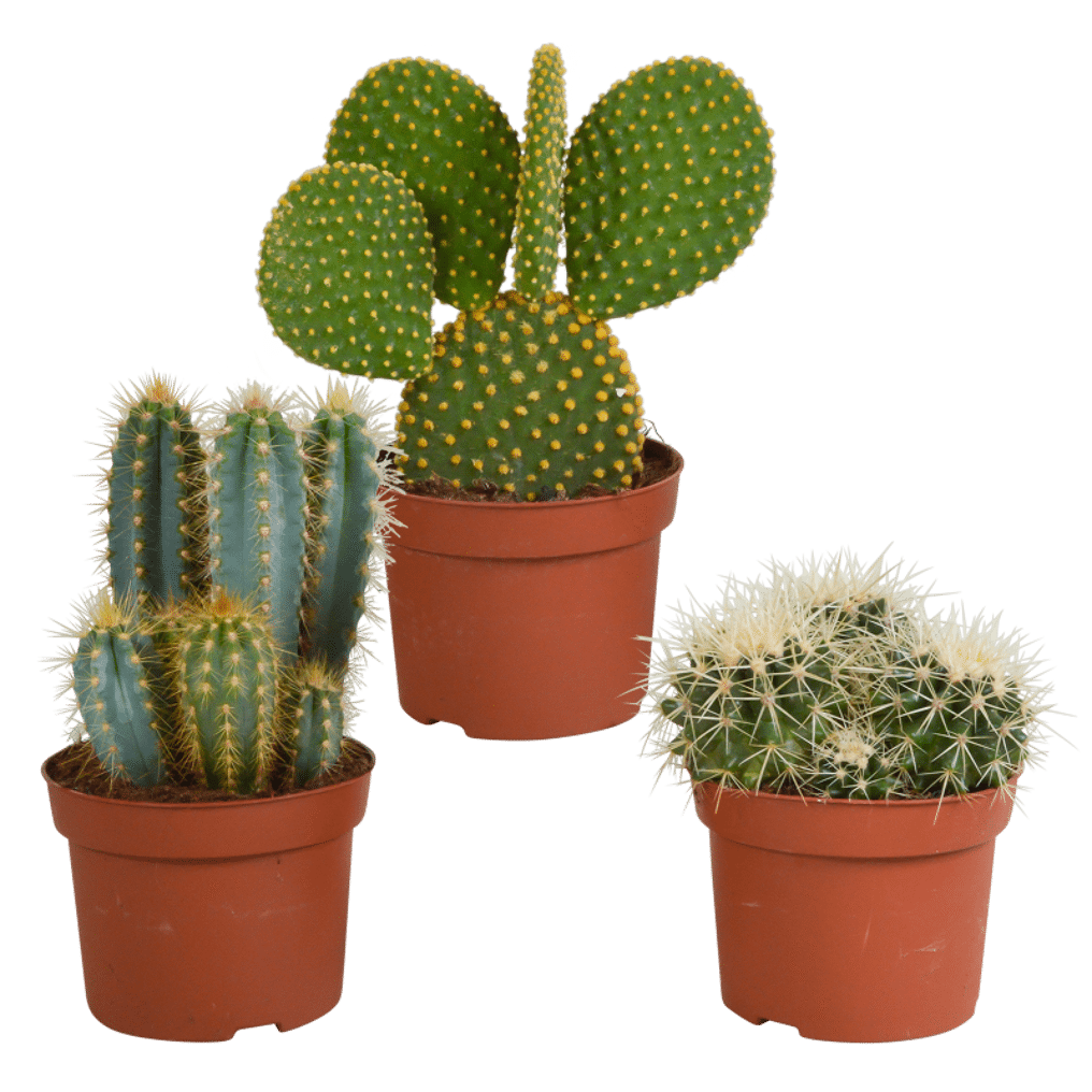 Kluisje Grootste Speeltoestellen Cactus mix 3 stuks in 12 cm pot kopen? Tuincentrum.nl bezorgt ✓ Snel in  huis ✓ Advies voor en na aankoop