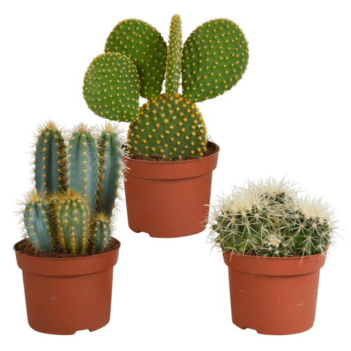 Cactus mix 3 stuks in 12 cm pot