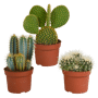 Cactus mix 3 stuks in 12 cm pot