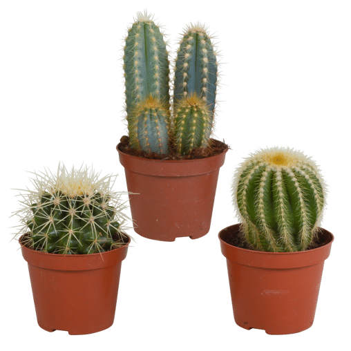 Cactus mix 3 stuks in 8,5 cm pot