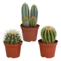 Cactus mix 3 stuks in 8,5 cm pot