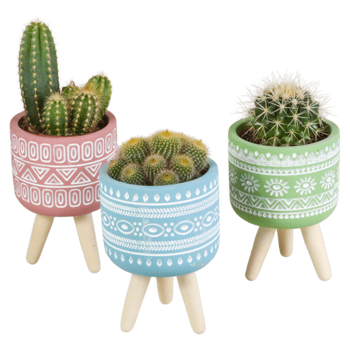Cactus mix 3 stuks in gekleurde 8,5 cm betonpot op pootjes