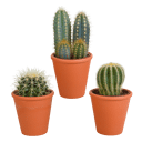 Cactus mix 3 stuks in terra 8,5 cm pot