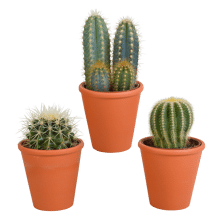Tuincentrum Cactus mix 3 stuks in terra 8,5 cm pot aanbieding
