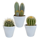 Cactus mix 3 stuks in witte 8,5 cm pot