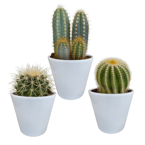 Cactus mix 3 stuks in witte 8,5 cm pot