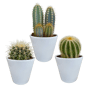 Cactus mix 3 stuks in witte 8,5 cm pot