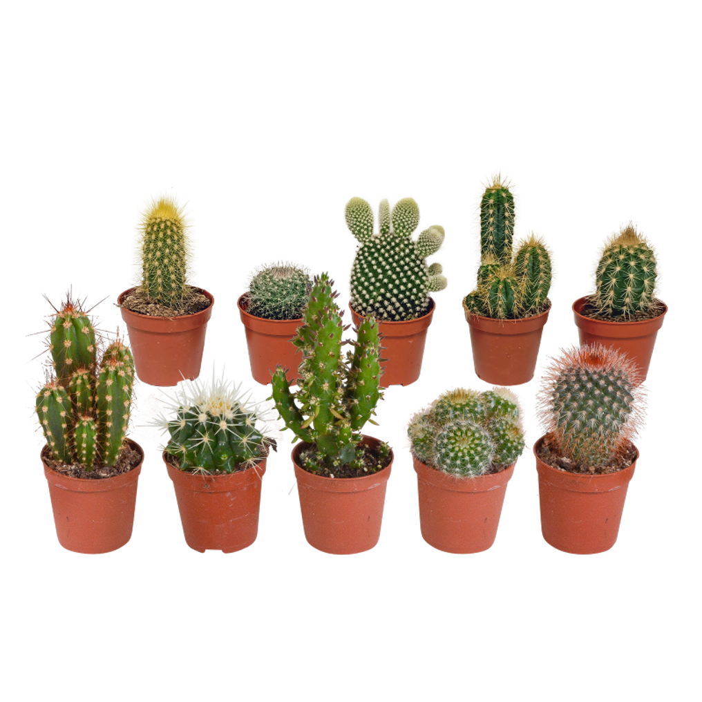 Cactus mix stuks in 5,5 cm pot kopen? Tuincentrum.nl bezorgt Snel in Advies voor en na aankoop