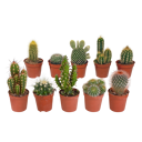 Cactus mix 10 stuks in 5,5 cm pot