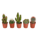 Cactus mix 5 stuks in 5,5 cm pot