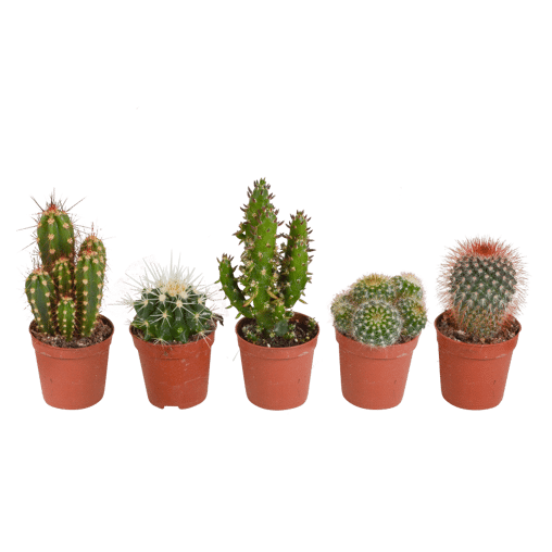 Cactus mix 5 stuks in 5,5 cm pot