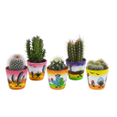 Cactus mix 5 stuks in Mexicaanse 5,5 cm pot