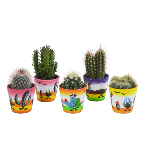 Cactus mix 5 stuks in Mexicaanse 5,5 cm pot