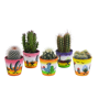 Cactus mix 5 stuks in Mexicaanse 5,5 cm pot