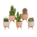 Cactus mix 5 stuks in terra 5,5 cm betonpot op pootjes
