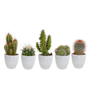 Cactus mix 5 stuks in witte 5,5 cm pot