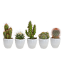 Cactus mix 5 stuks in witte 5,5 cm pot