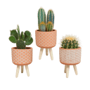 Cactus mix 3 stuks in terra 10,5 cm betonpot op pootjes
