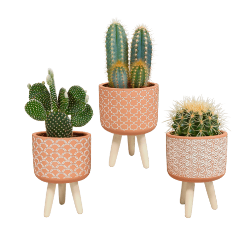 Cactus mix in terra betonpot