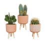 Cactus mix in terra betonpot