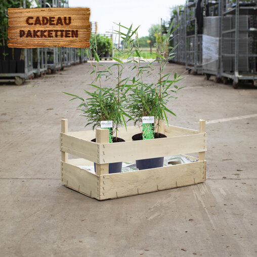 Bamboe cadeaupakket