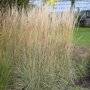 Calamagrostis acutiflora 'Overdam' pluimen