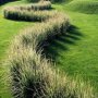 Calamagrostis acutiflora 'Overdam'