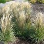 Calamagrostis acutiflora 'Overdam'